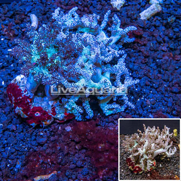 Tree Coral Indonesia