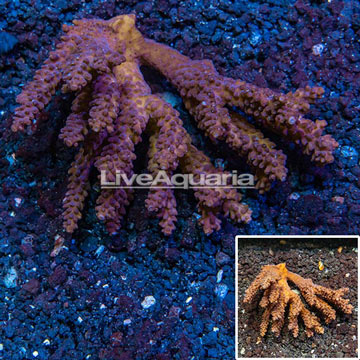 Acropora Coral Austalia