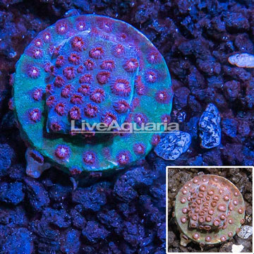LiveAquaria® Cultured Green and Red Cyphastrea Coral