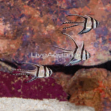 Kaudern's Cardinalfish, Trio
