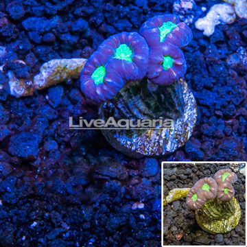 LiveAquaria® Cultured Candy Cane Coral