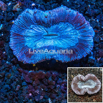 Open Brain Coral Australia
