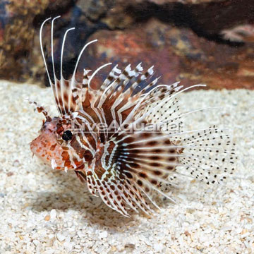 Antennata Lionfish