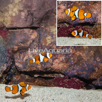 True Percula Clownfish, Pair