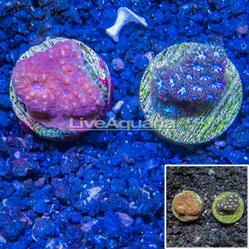 LiveAquaria® Two Pack Cultured Chalice & Leptastrea Coral