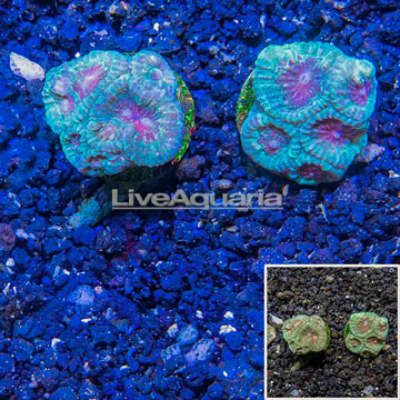 LiveAquaria® Two Pack Cultured Favia Brain Coral