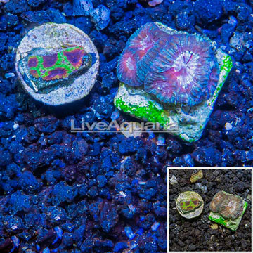 USA Cultured Two Pack Goniastrea & Wolverine Favia Brain Coral