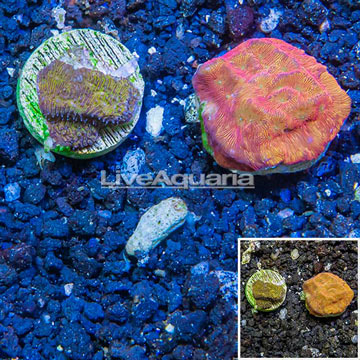 LiveAquaria® Two Pack Cultured Leptoseris Coral