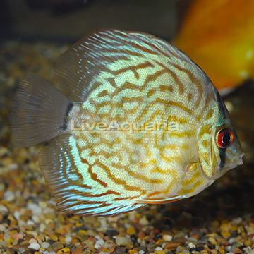 Red Pearl Discus