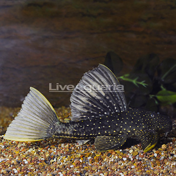 Golden Sailfin Plecostomus Phase 2