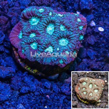 LiveAquaria® Cultured Goniastrea Coral
