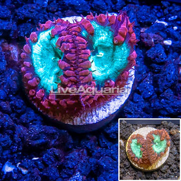 LiveAquaria® Cultured Blastomussa Coral 