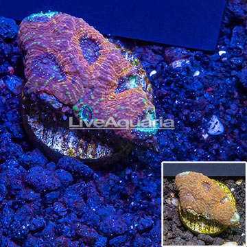 LiveAquaria® Cultured Ultra Acan Echinata Coral