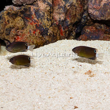 Whitetail Damslefish, Trio