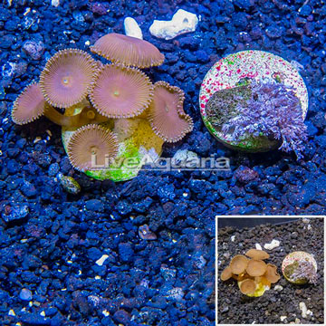LiveAquaria® Two Pack Cultured Pom Pom Xenia and Protopalythoa Coral