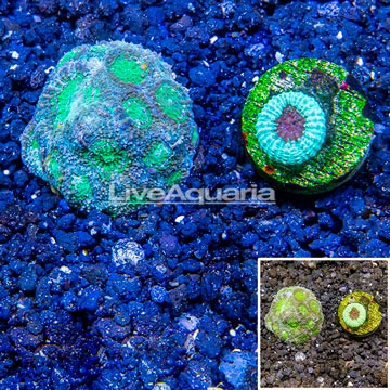 LiveAquaria® Two Pack Cultured Acanthastrea Echinata and Goniastrea Coral