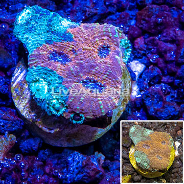 LiveAquaria® Cultured Acan Echinata Coral 