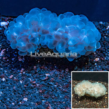 Bubble Coral Tonga