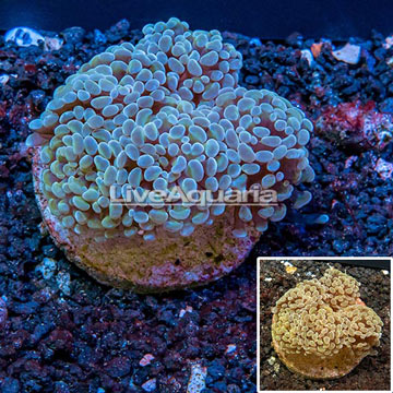 Hammer Coral Indonesia