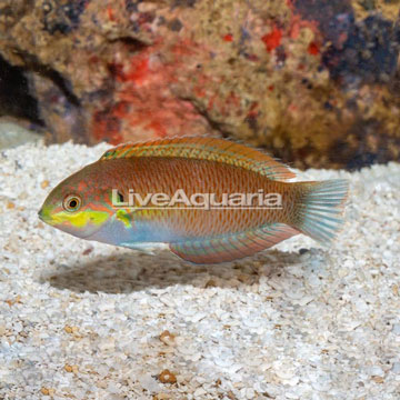 Moyer's Leopard Wrasse EXPERT ONLY