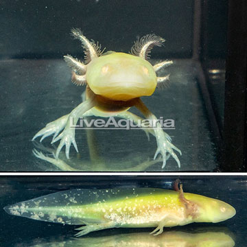 Gold Axolotl, GFP