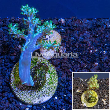 LiveAquaria® Cultured Pineapple Tree Coral 