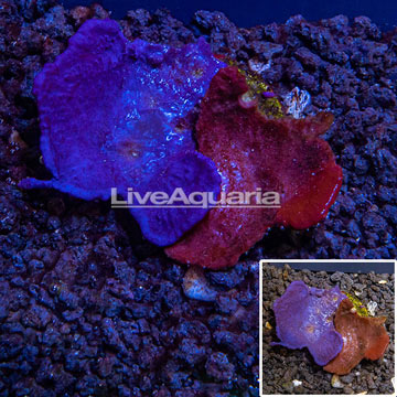 LiveAquaria® Cultured Red and Blue Sponge