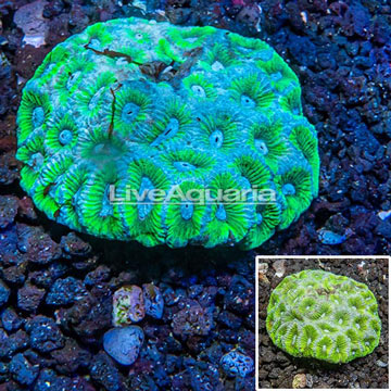 Dipsastrea Brain Coral Australia