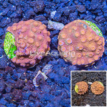 LiveAquaria® Two Pack Cultured Cyphastrea Frag, Two Pack