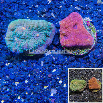 LiveAquaria® Two Pack Cultured Ultra Chalice Coral