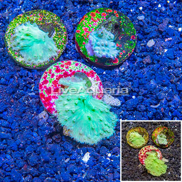 LiveAquaria® Three Pack Cultured Green Cabbage Leather Coral