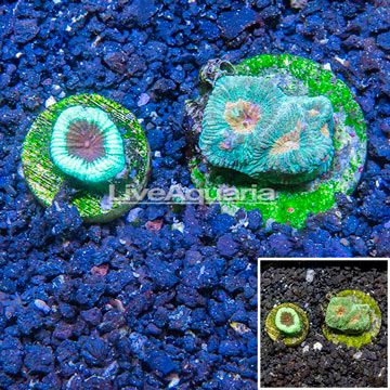 LiveAquaria® Two Pack Cultured Goniastrea Brain Coral