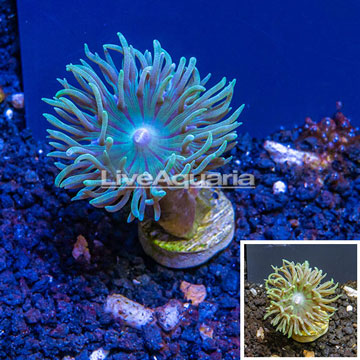 LiveAquaria® Cultured Ultra Duncan Coral