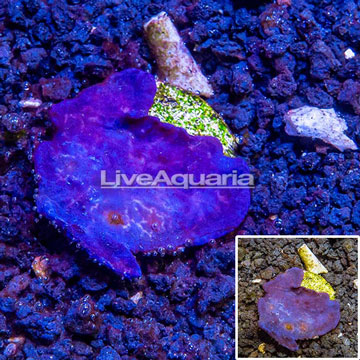 LiveAquaria® Cultured Blue Sponge