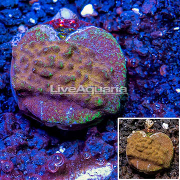 LiveAquaria® Cultured Psammocora Coral