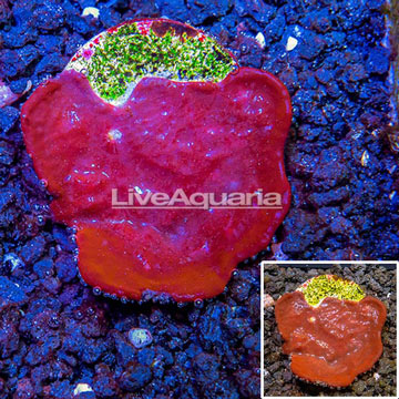 LiveAquaria® Cultured Red Sponge