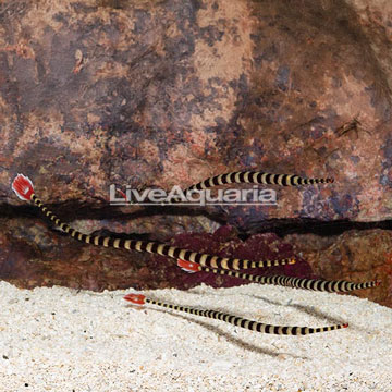 Banded Pipefish (Group of 4) EXPERT ONLY