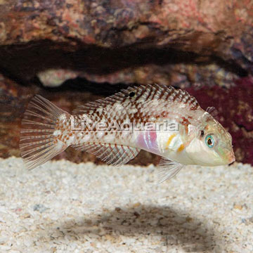 Pearly Wrasse
