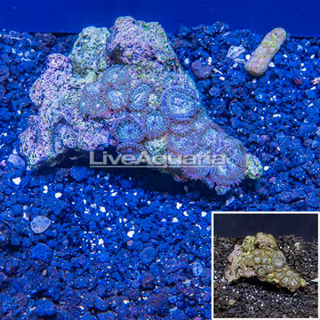 Zoanthus Coral Vietnam