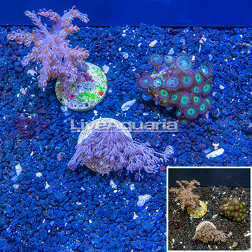LiveAquaria® Three Pack Cultured Kenya Tree, Zoanthus and Xenia Coral Combo
