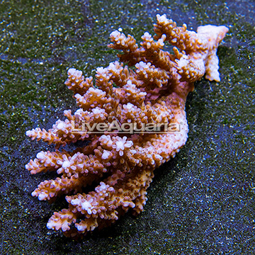 Bushy Acropora Coral Tonga