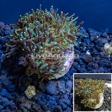 LiveAquaria® Cultured Galaxea Coral