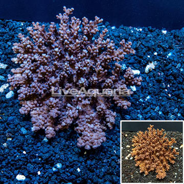 Acropora Coral Australia