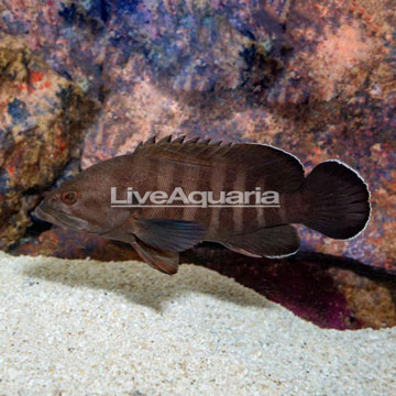 Brown stripe Grouper