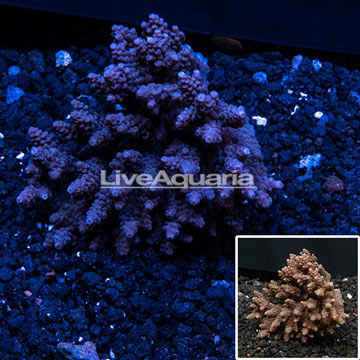 Acropora Coral Australia