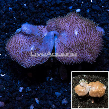 Toadstool Leather Coral Vietnam