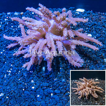 Tree Coral Indonesia
