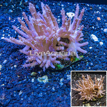 Tree Coral Indonesia