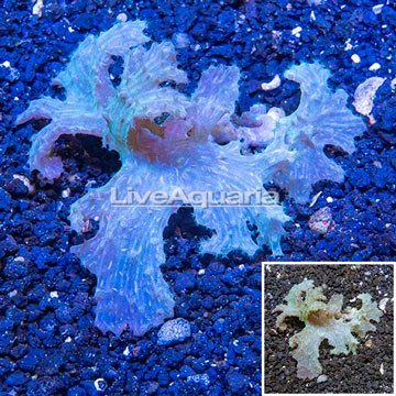 Green Cabbage Leather Coral Vietnam
