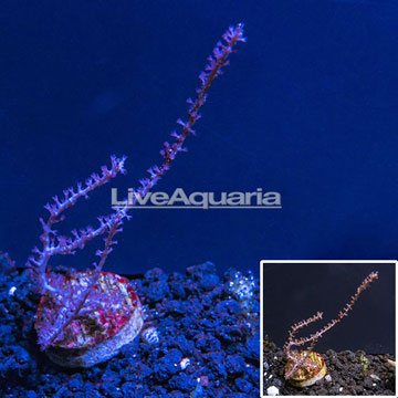 LiveAquaria® Cultured Purple Frilly Sea Fan